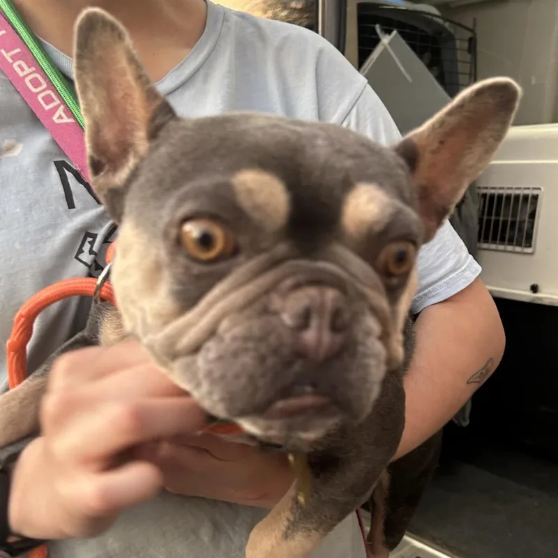 Princess thumbnail 2