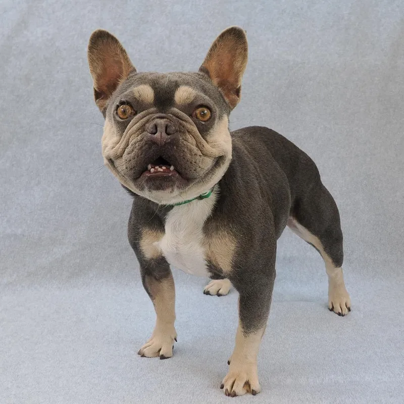 Princess thumbnail 3