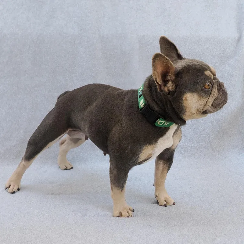 Princess thumbnail 4