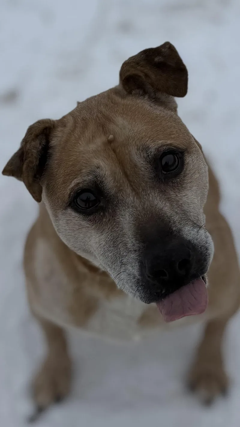 A senior medium-sized male Golden Mixed Breed dog named Benjamin for adoption in Warren, OH