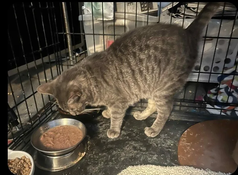 Linus The Lovebug thumbnail 2