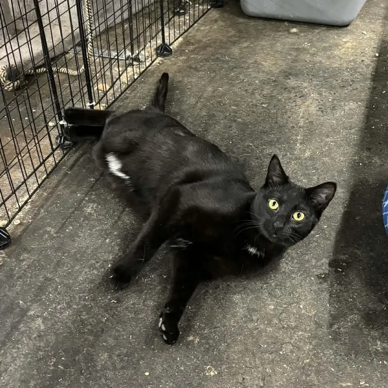 Madeline & Stuart Little