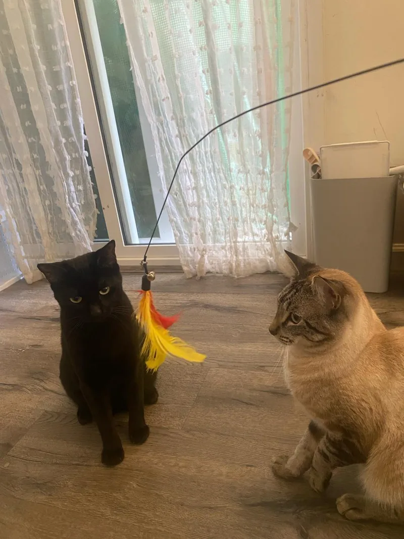 Cookie Noir thumbnail 3