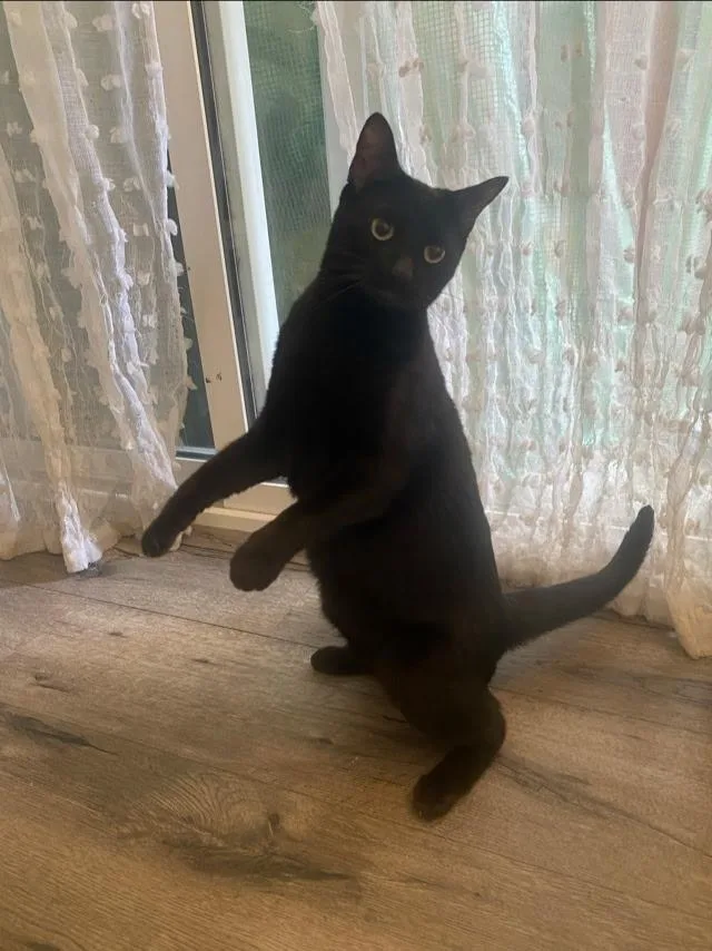 Cookie Noir thumbnail 5