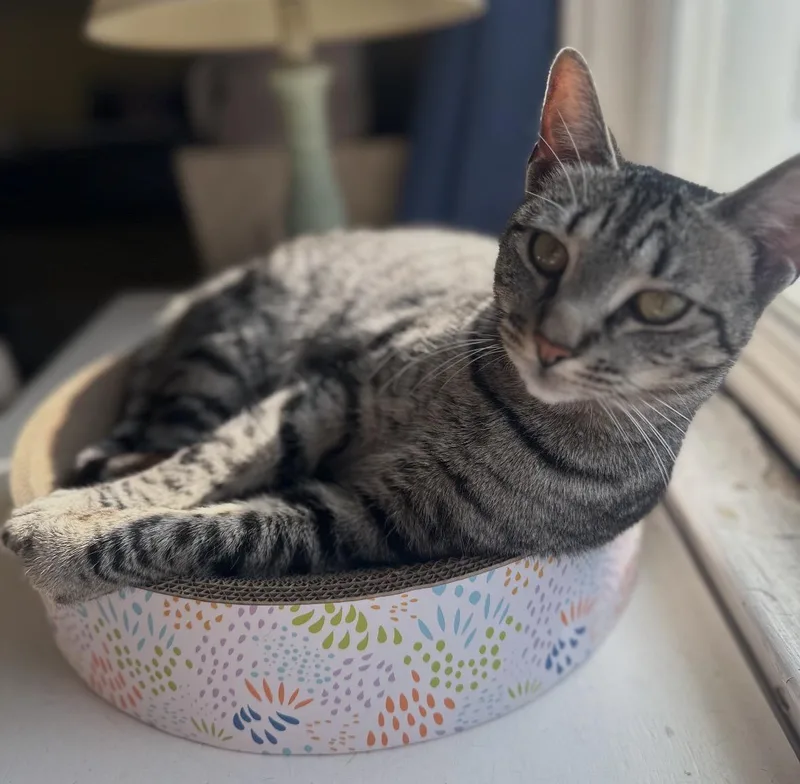 Cleopatra Aka Cleo thumbnail 2