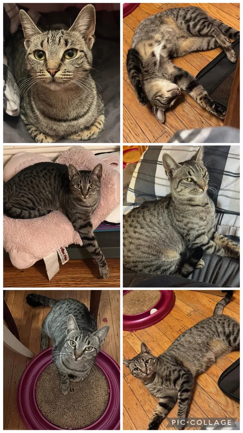 Cleopatra Aka Cleo thumbnail 3