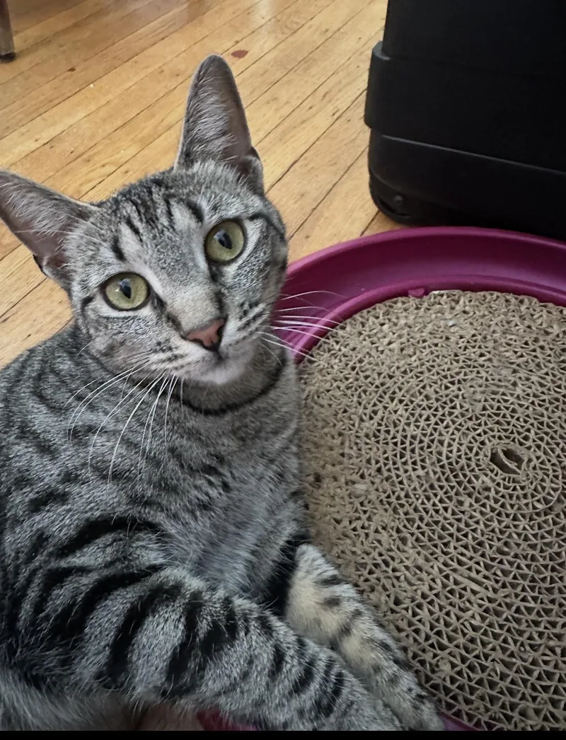 Cleopatra Aka Cleo thumbnail 4