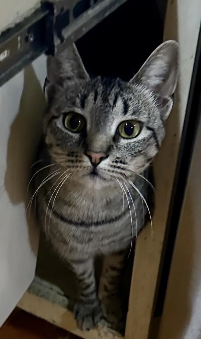 Cleopatra Aka Cleo thumbnail 5