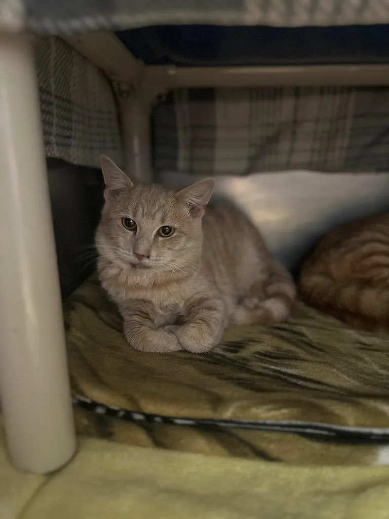 Broomstick thumbnail 2