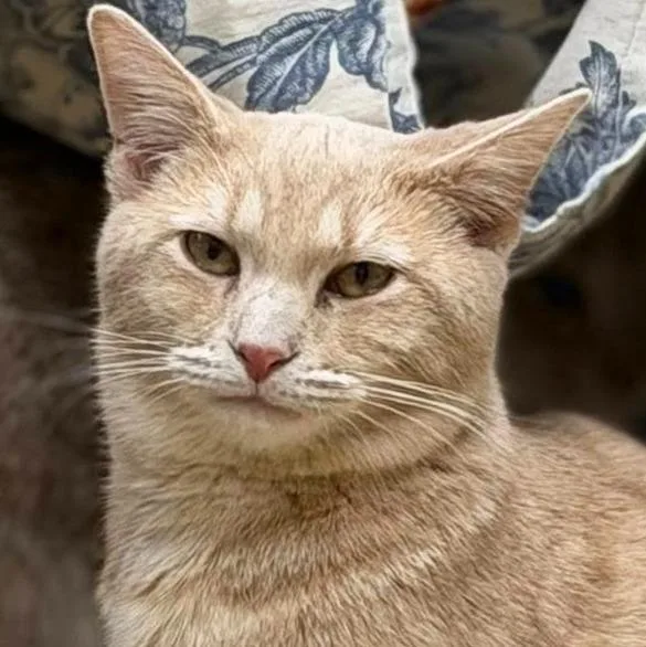 Broomstick thumbnail 3