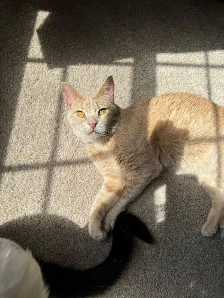 Buttercup thumbnail 2