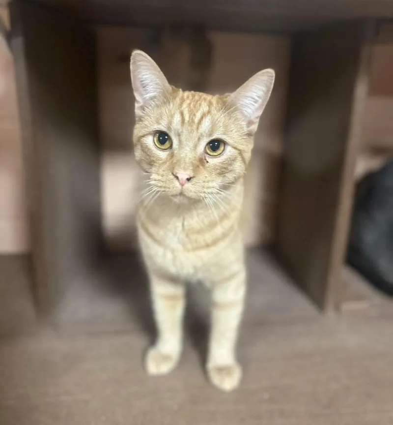 Earnhardt thumbnail 2