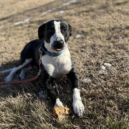 An adult large-sized female Mixed Breed dog named Cinderella for adoption in Dallas, TX