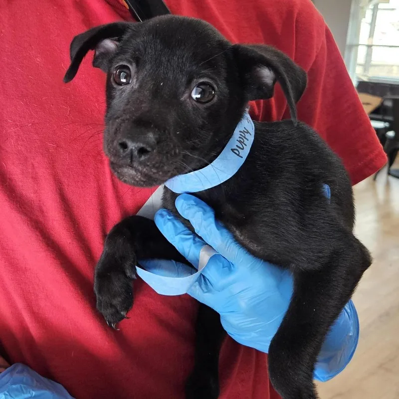 Francoise thumbnail 2