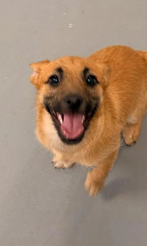 A baby small-sized female Yellow / Tan / Blond / Fawn Border Terrier dog named Dot for adoption in Van Nuys, CA