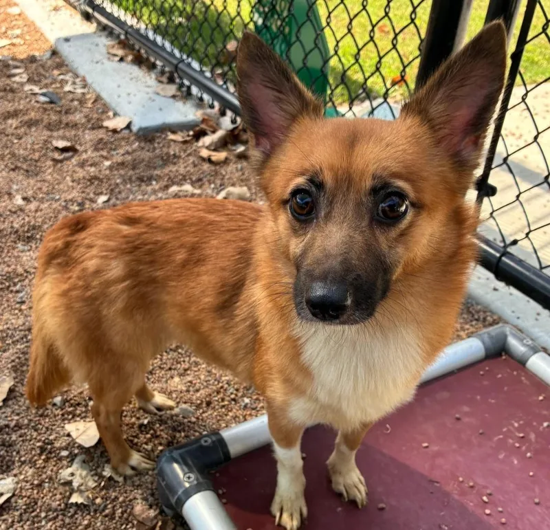 An adult small-sized female Pomeranian dog named Foxie for adoption in Milwaukee, WI