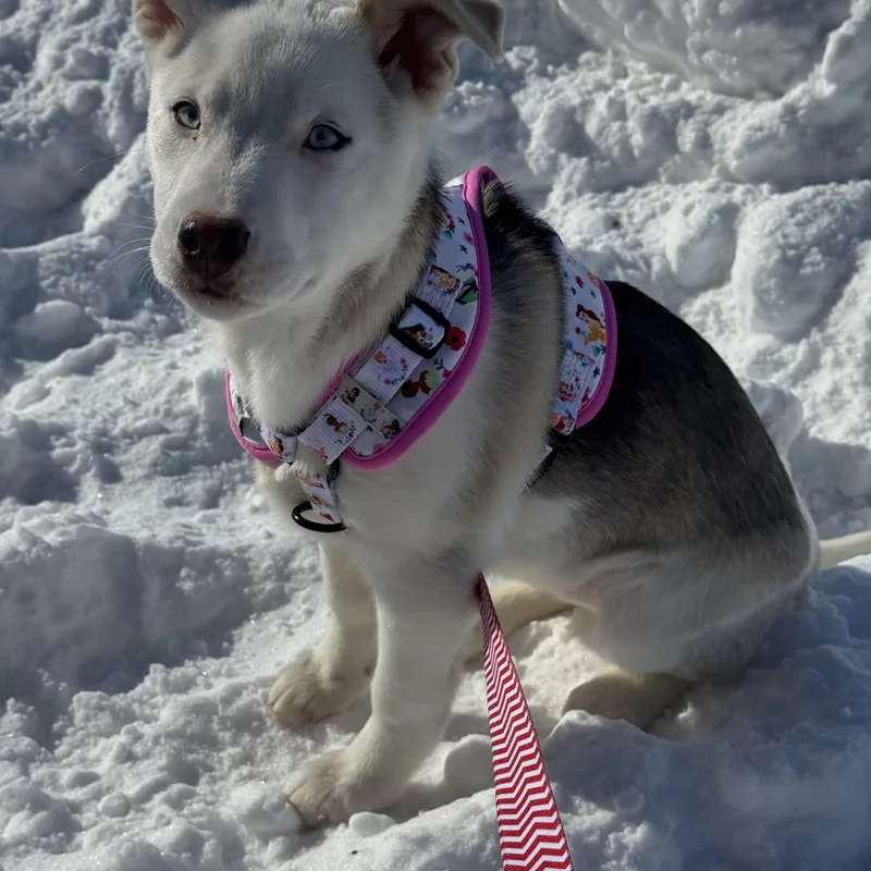 Nova