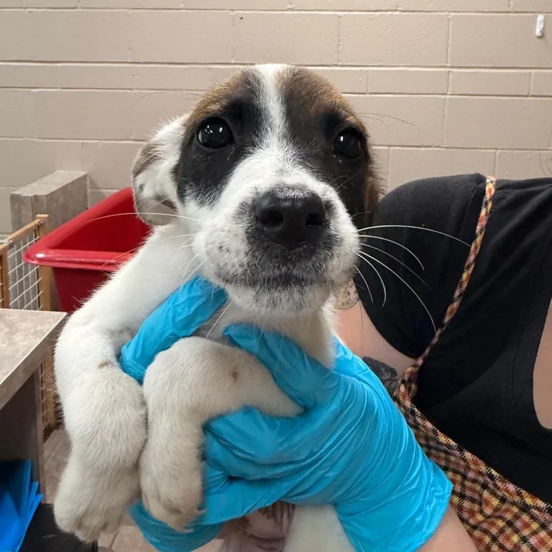 A baby small-sized female Collie dog named Lana for adoption in Birmingham, AL
