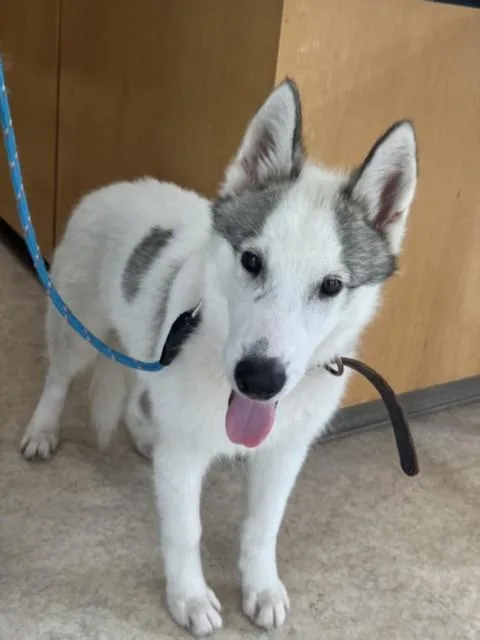A young medium-sized male Husky dog named Romeo for adoption in San Pedro, CA