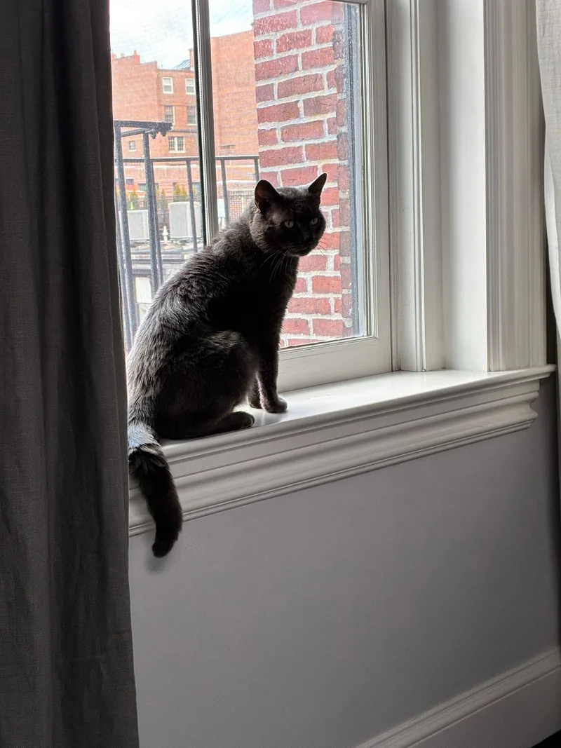 Plumley-Bruce: the plush, people-oriented pal you've always wanted in your corner! thumbnail 3