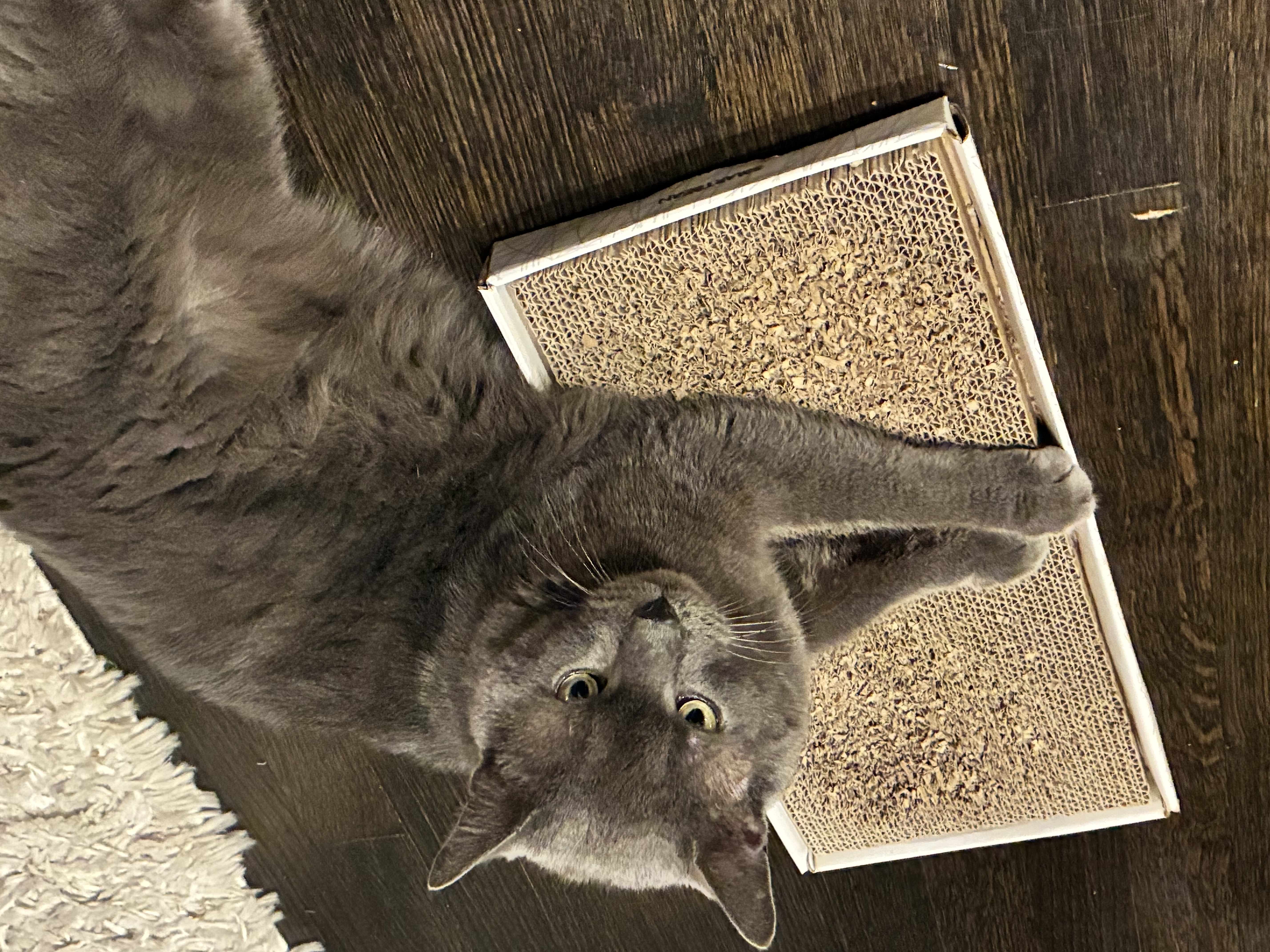 Plumley-Bruce: the plush, people-oriented pal you've always wanted in your corner! thumbnail 4