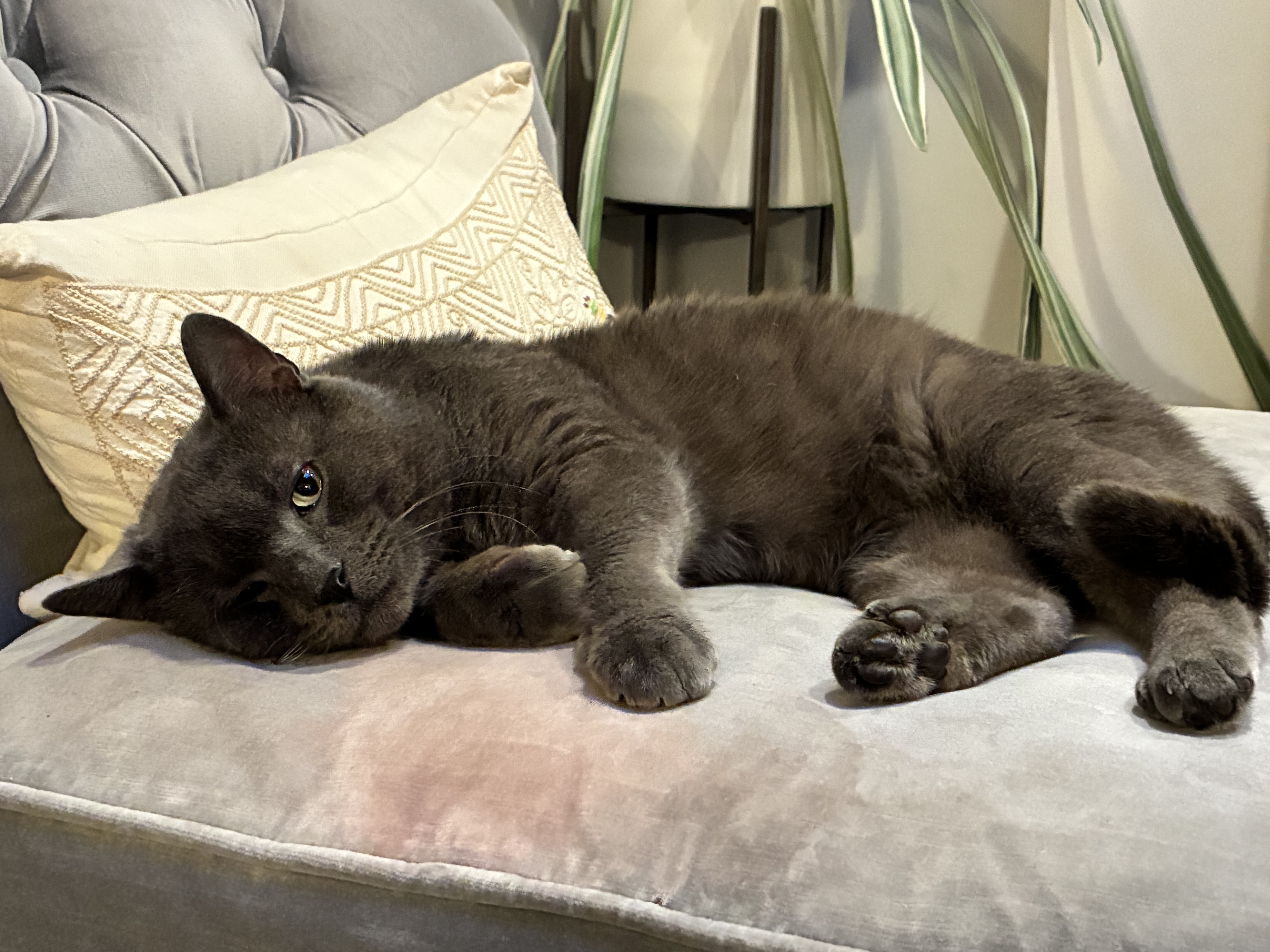 Plumley-Bruce: the plush, people-oriented pal you've always wanted in your corner!