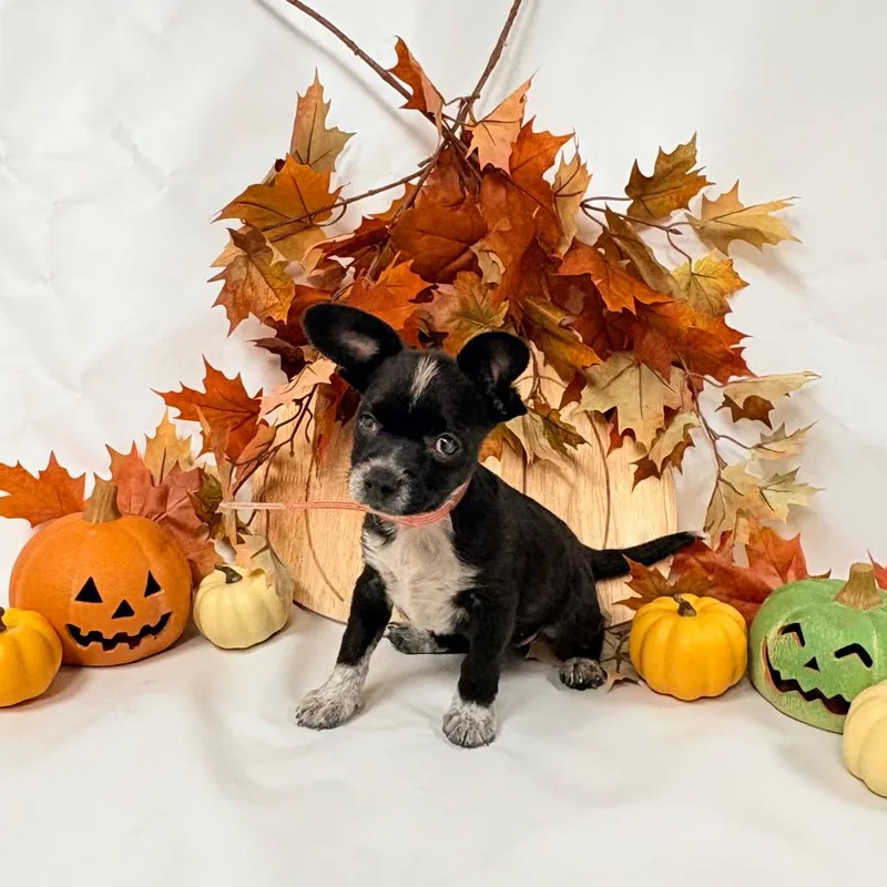 A baby small-sized male Australian Cattle Dog / Blue Heeler dog named Remy for adoption in Parker, CO