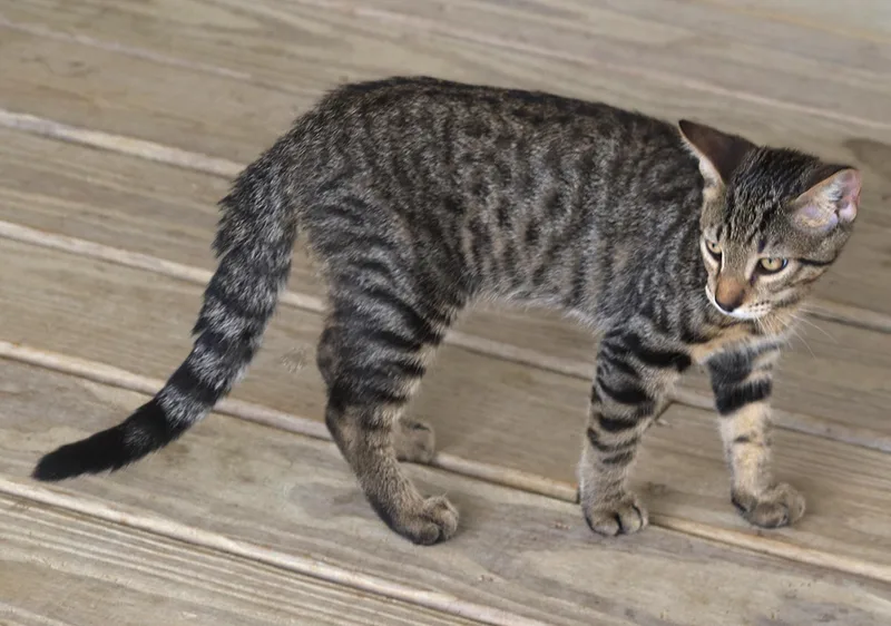 A baby medium-sized male Domestic Short Hair cat named Professor for adoption in North Fort Myers, FL