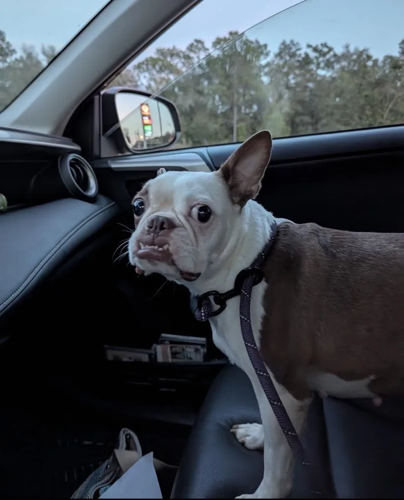 Lily Jean   thumbnail 3