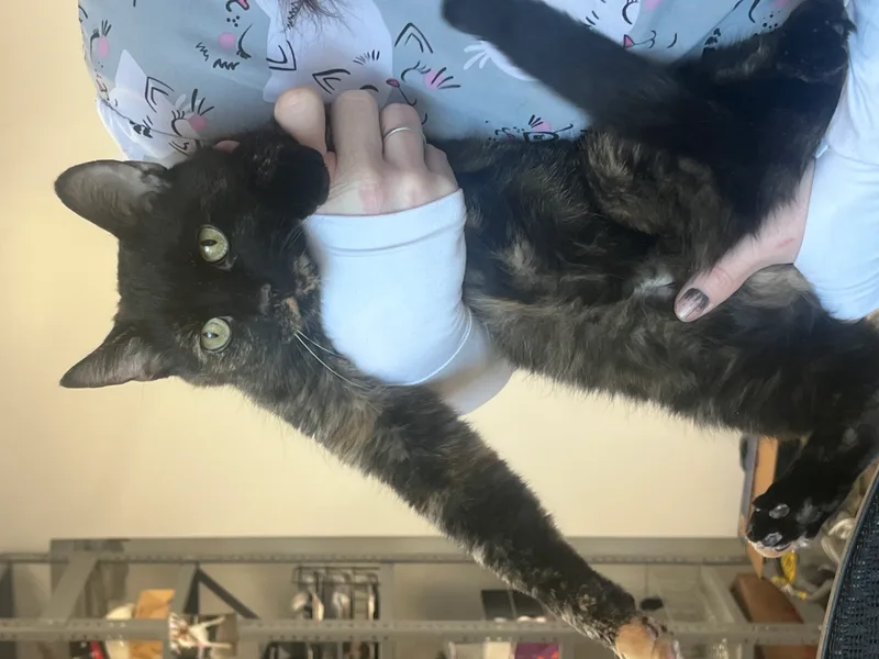 Caramel thumbnail 3