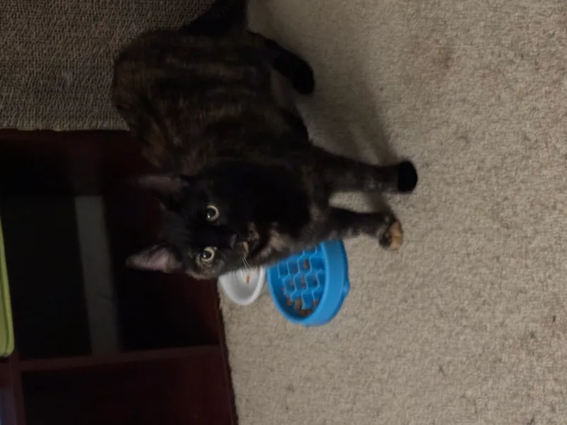 A young small-sized female Tortoiseshell cat named Caramel for adoption in Baltimore, MD