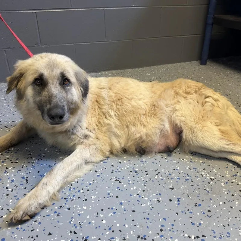 An adult medium-sized female White / Cream Shepherd dog named Tuscstray for adoption in Tuscaloosa, AL