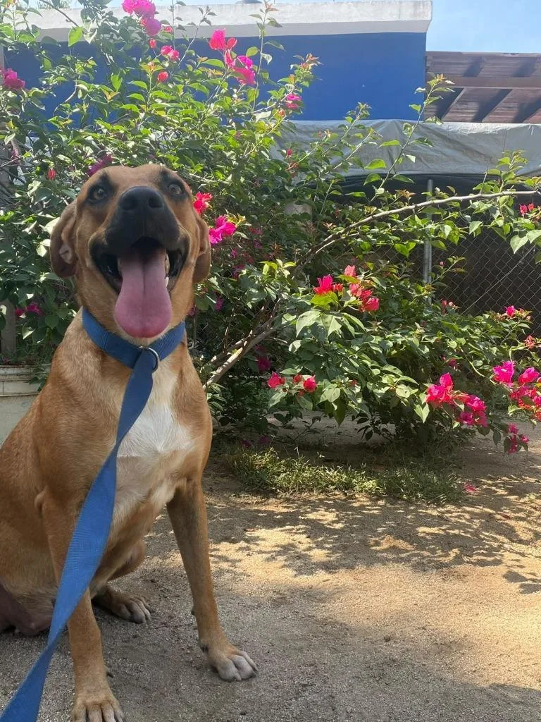 A young large-sized female Black Mouth Cur dog named Lolita for adoption in San Diego, CA