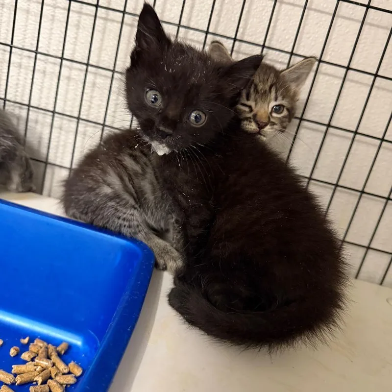 A baby small-sized male Black Domestic Short Hair cat named Arson Carson for adoption in Columbiana, AL