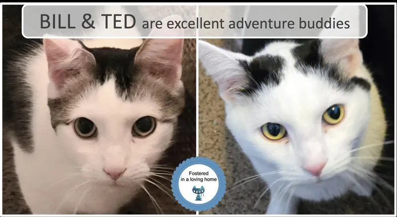 An adult medium-sized male Black & White / Tuxedo Domestic Short Hair cat named Bill & Ted for adoption in Cincinnati, OH