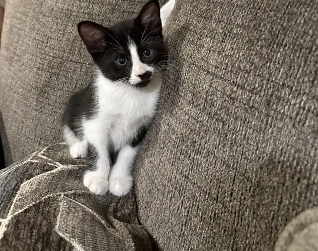 A baby small-sized male Domestic Short Hair cat named Charlie Chap for adoption in Fort Walton Beach, FL
