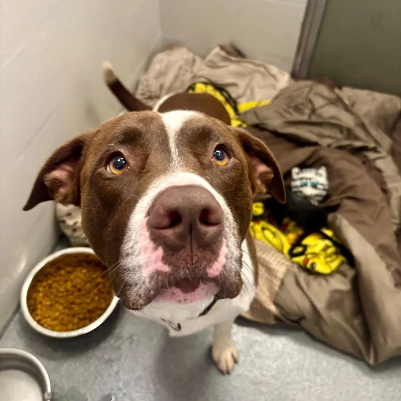 An adult large-sized male Red / Chestnut / Orange Pit Bull Terrier dog named Stefan for adoption in Evansville, IN