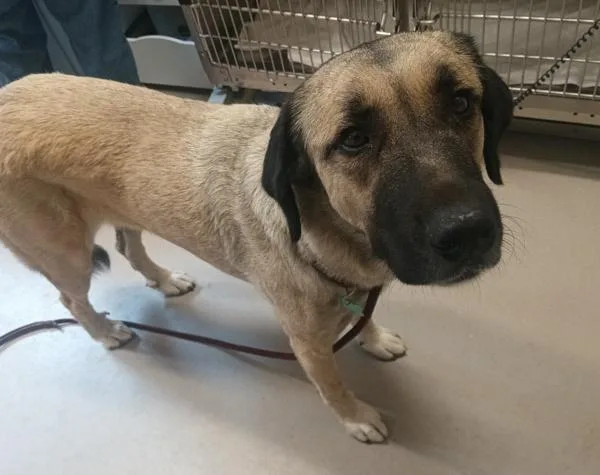 An adult extra large-sized female Anatolian Shepherd dog named Lula Lulu for adoption in El Cajon, CA
