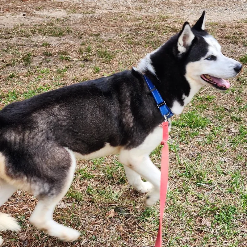 An adult medium-sized male Black Siberian Husky dog named Slade for adoption in Blairsville, GA