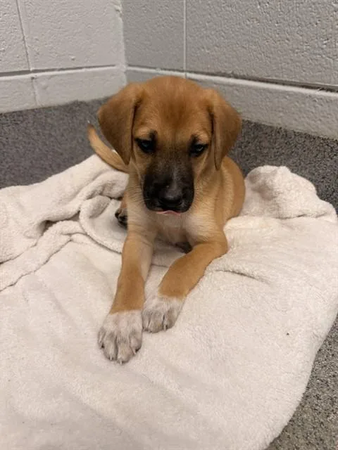 A baby medium-sized male German Shepherd Dog dog named Billy Bob for adoption in Huntsville, AL