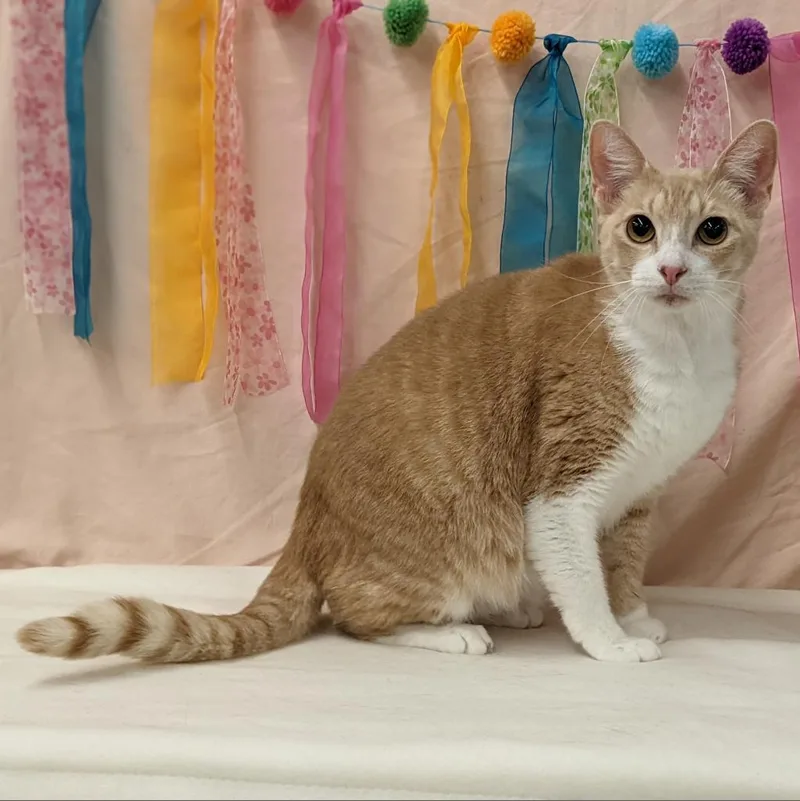 A senior large-sized male Orange / Red Domestic Short Hair cat named Pistachio for adoption in Lake Jackson, TX