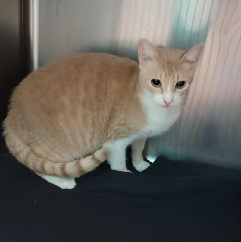 Pistachio thumbnail 3