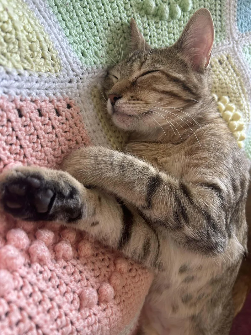 A young medium-sized female Tabby (Brown / Chocolate) Domestic Short Hair cat named Zoey for adoption in Sioux Falls, SD