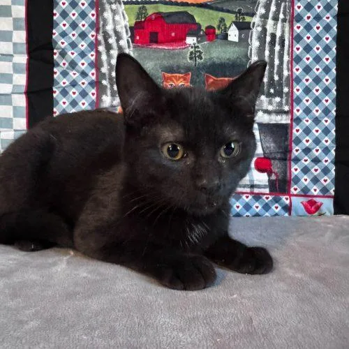 Snow Flurry thumbnail 2