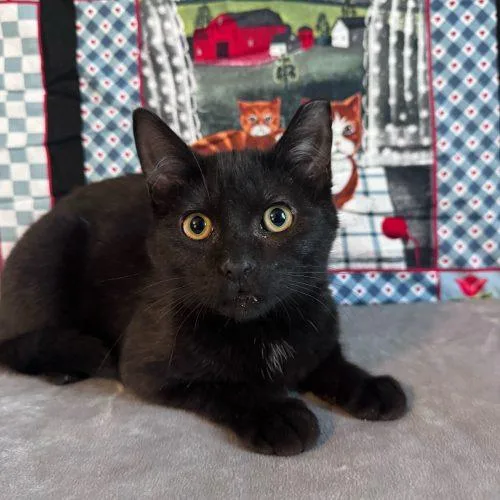 Snow Flurry thumbnail 3