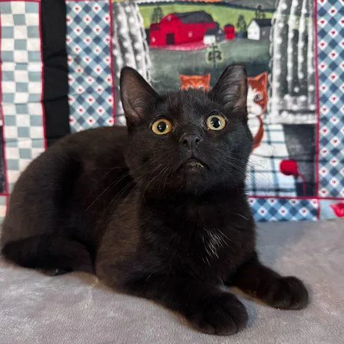 Snow Flurry thumbnail 4