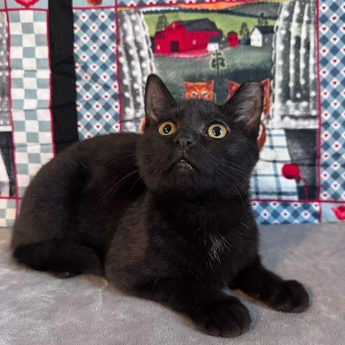 Snow Flurry thumbnail 5