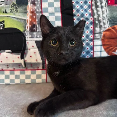 Snow Shower thumbnail 2