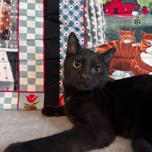 Snow Shower thumbnail 3