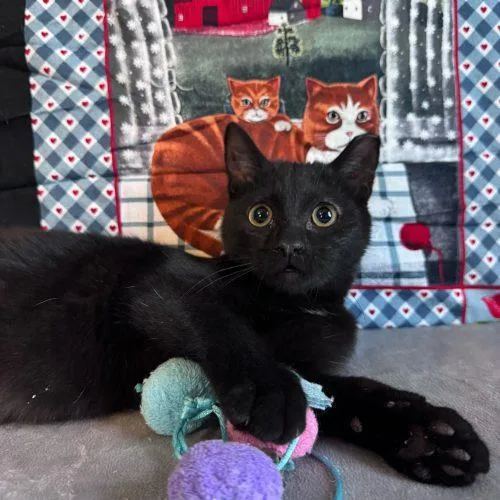 Snow Shower thumbnail 4